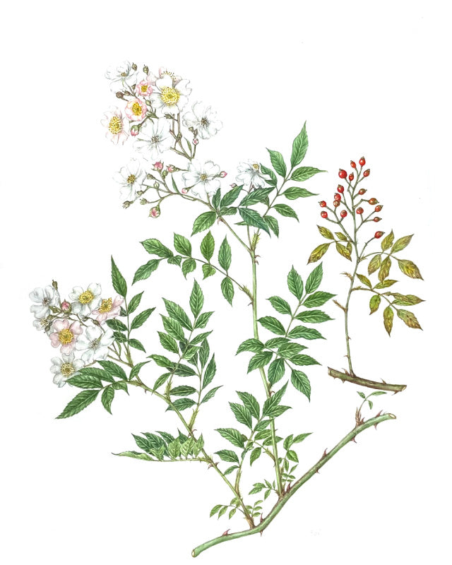 ボタニカルアート展/さっぽろ植物画同好会作品展