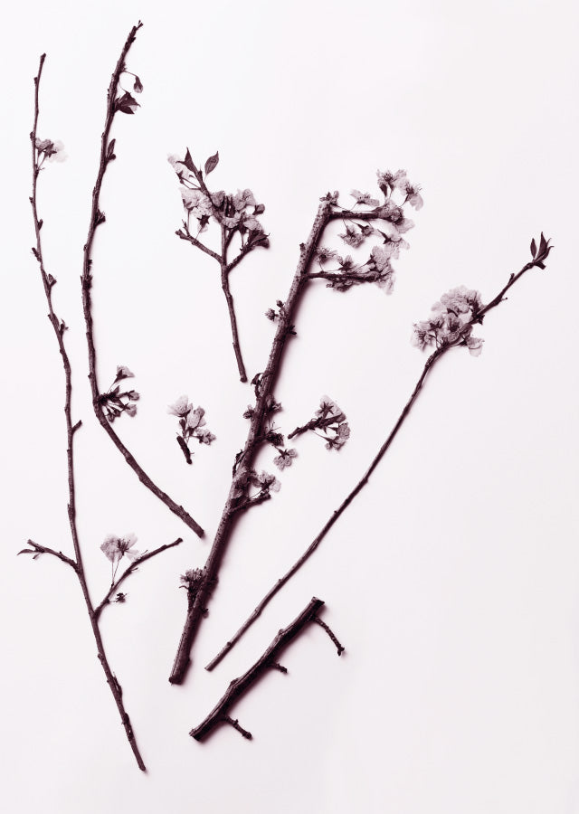 MAKINO植物の肖像 Ichigo Sugawara