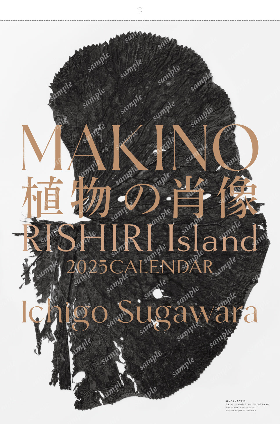 MAKINO植物の肖像RISHIRI Island 2025年度カレンダー発売のお知らせ