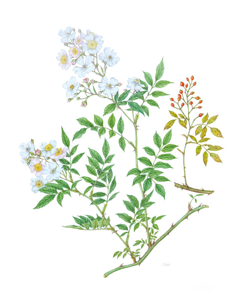 ボタニカルアート展/さっぽろ植物画同好会作品展