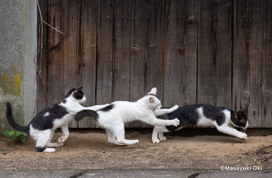 沖 昌之写真展 「これネコ　それネコ？」～にゃんだふるな日常～