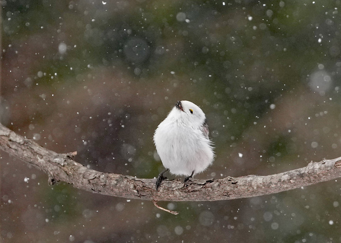 第８回北海道撮影ポイントランキング年間グランプリ展