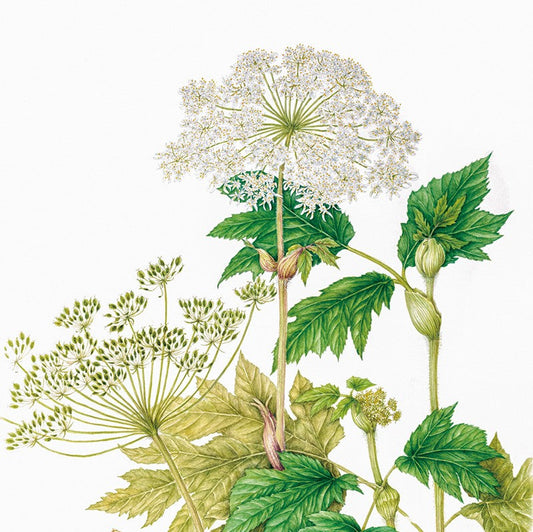 ボタニカルアート展／さっぽろ植物画同好会作品展