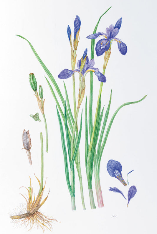 ボタニカルアート展／さっぽろ植物画同好会作品展
