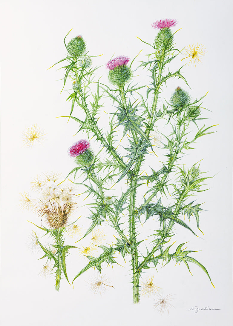 ボタニカルアート展／さっぽろ植物画同好会作品展
